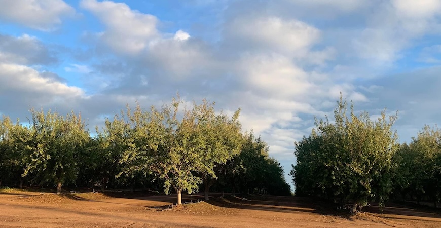 An orchard is depicted with a blue sky and clouds.