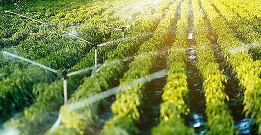 Irrigated crops