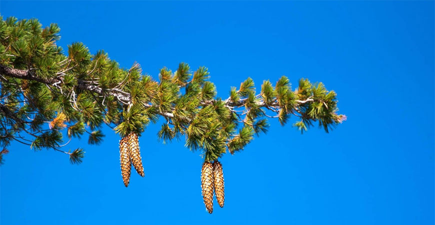 Sugar pine cones