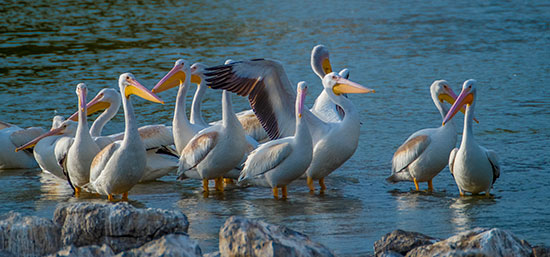 White pelicans gather in a wetland along the Pacific Flyway.