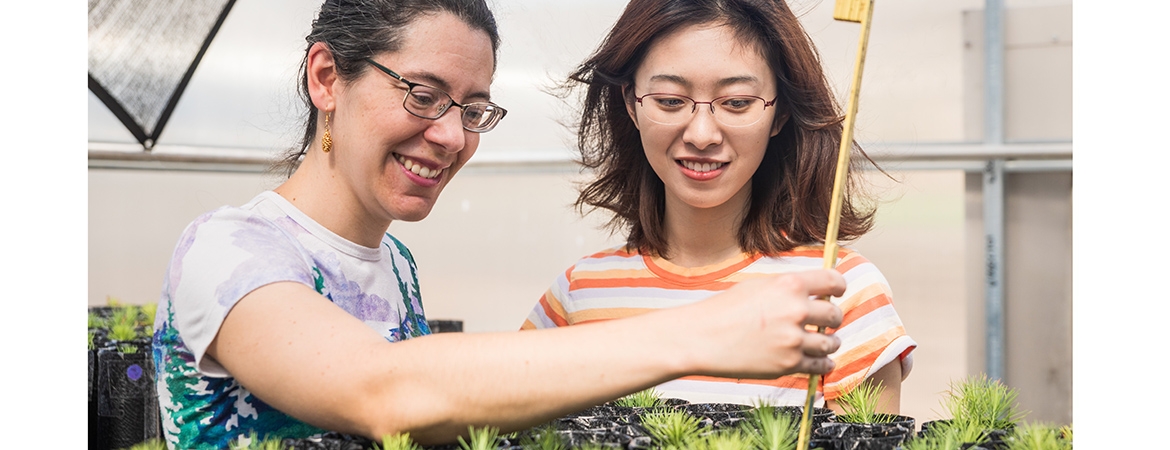 Professor Emily Moran and Ph.D. alumna Mengjun Shu measuring seedlings in the campus greenhouse.