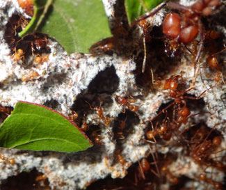 Leaf-cutter ants tend to the fungus they feed on. Photo credit: Carlos de la Rosa