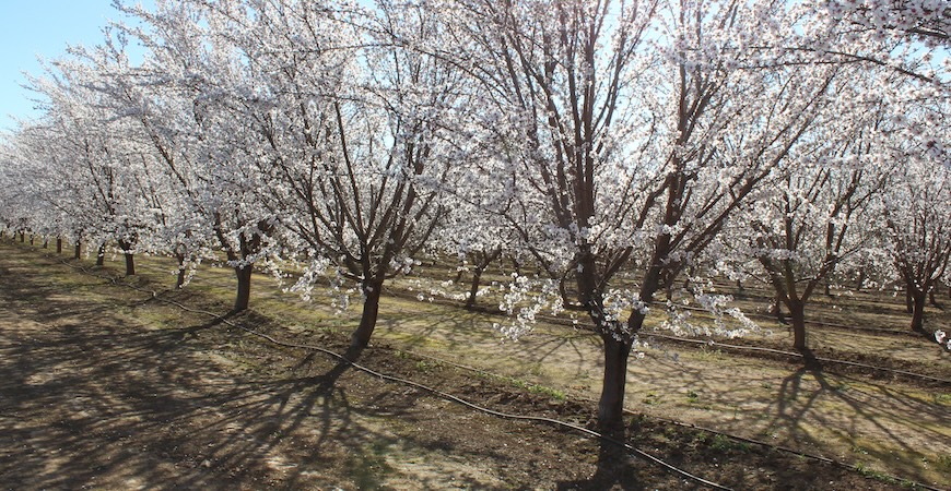 An almond orchard with irrigation lines is pictured.